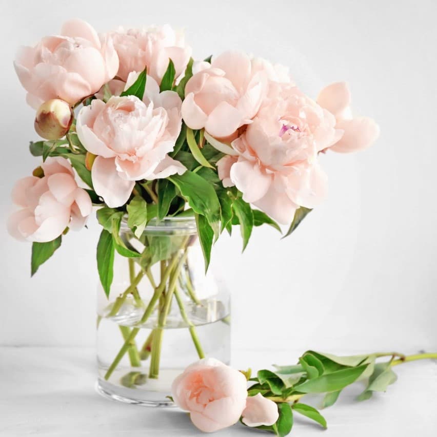 Fakta Menarik Tentang Bunga Peony, Si Cantik yang Punya Makna Dalam